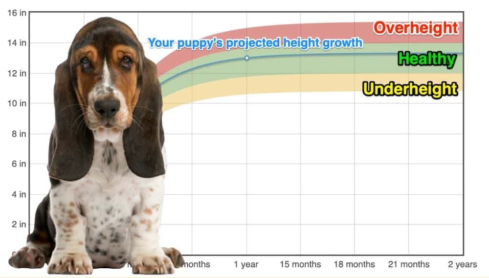 Basset Hound Height+Growth Chart How Tall Will My Basset Hound Grow